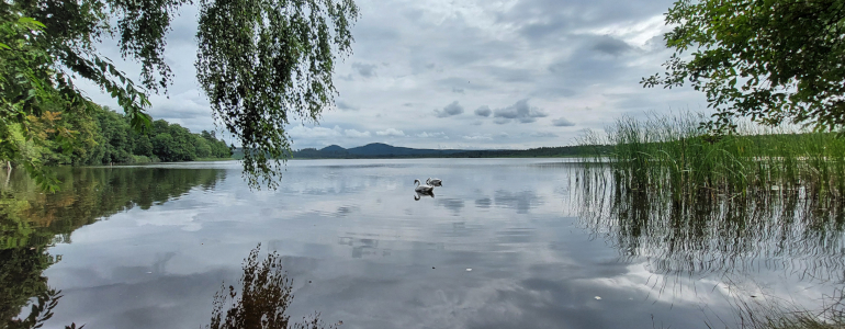 Pohled na rybník s labutěmi.