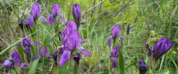 Detail sytě fialových květů kosatce bezlistého.
