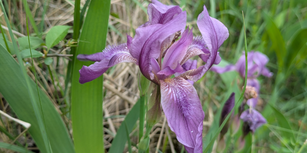 Detail purpurového květu kosatce bezlistého.
