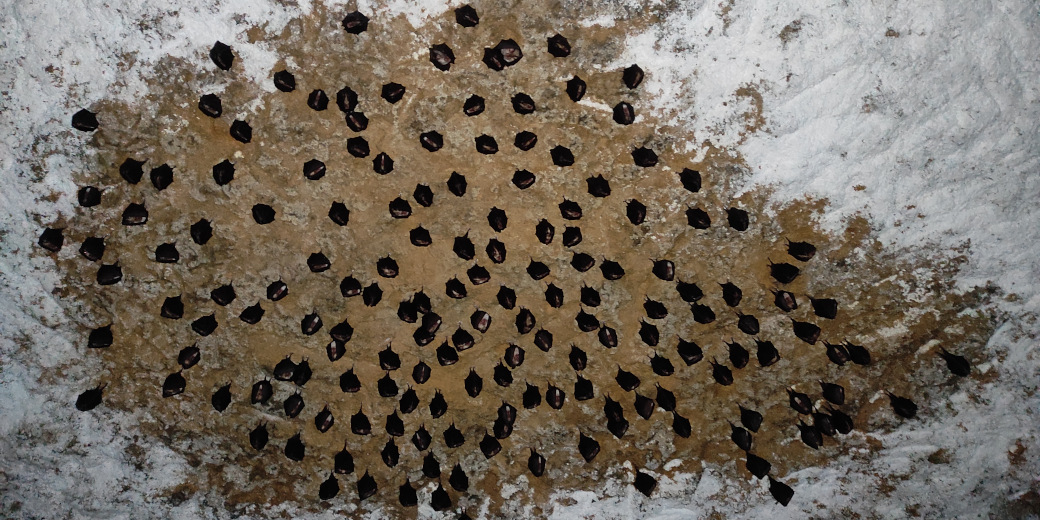 Skupina zimujících vrápenců visí dolů ze stropu podzemního prostoru hájenky ve Vojtěchově.