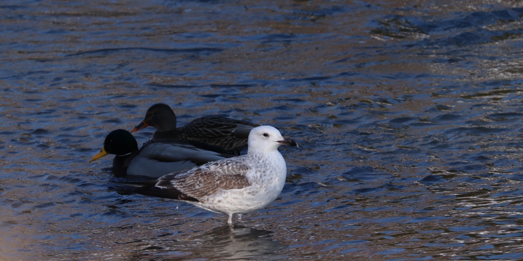 Stojící racek bělohlavý.