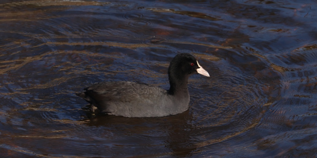 Plovoucí lyska černá.