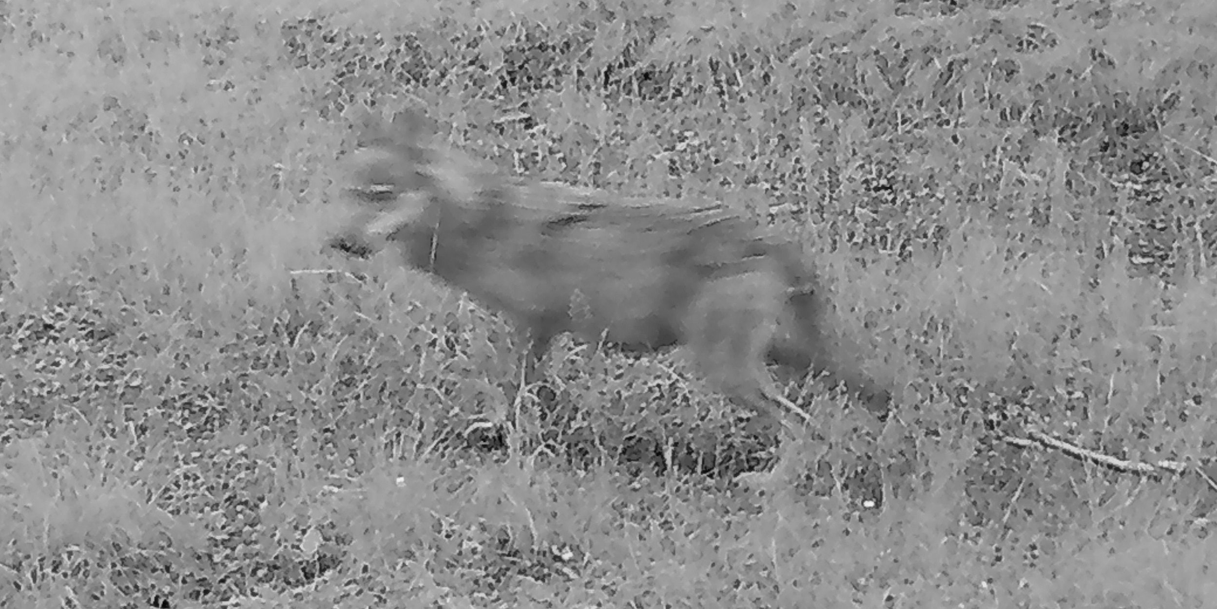 Vlčice z fotopasti v Orlických horách