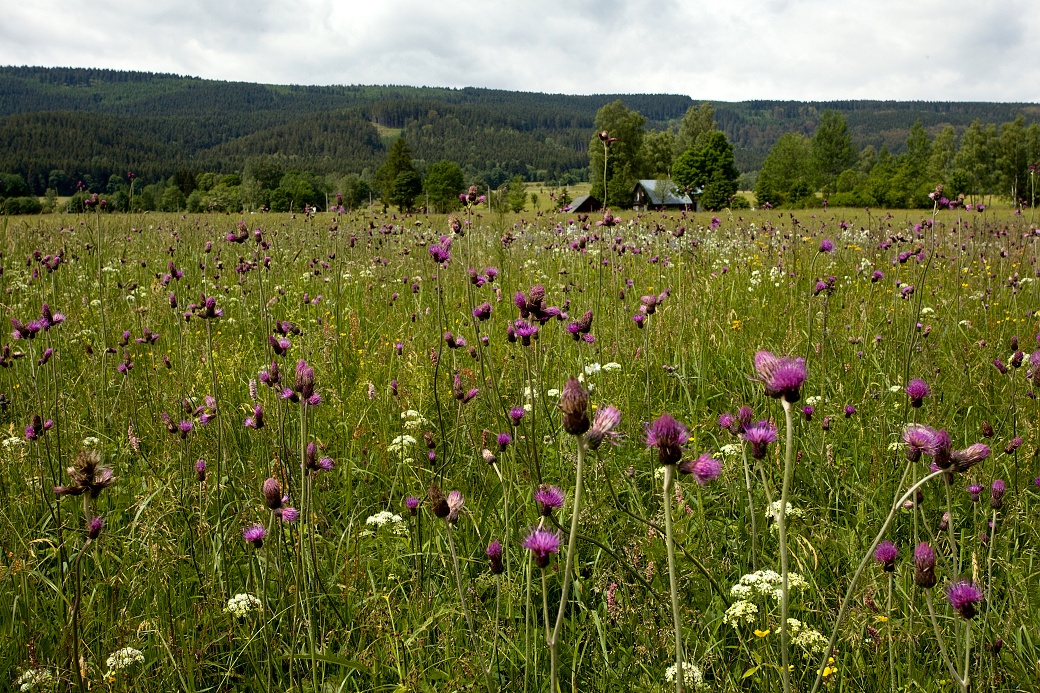 Vlhká pcháčová louka v Orlickém Záhoří.