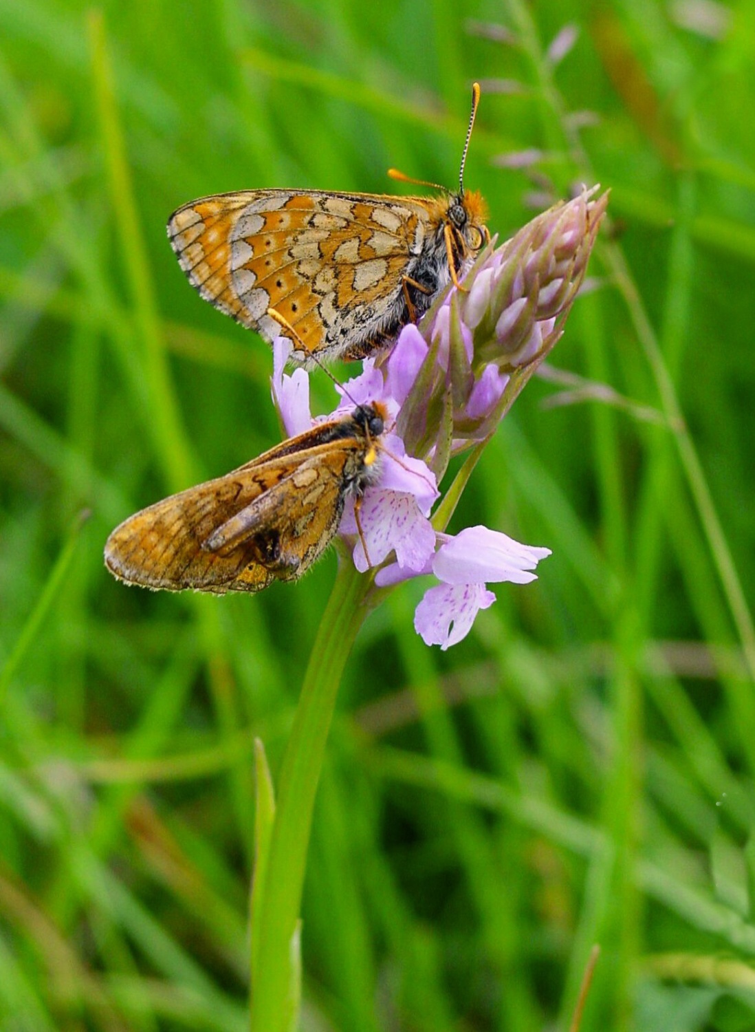 Hnědásek chrastavcový na prstnatci Fuchsovu. Foto: Přemysl Tájek