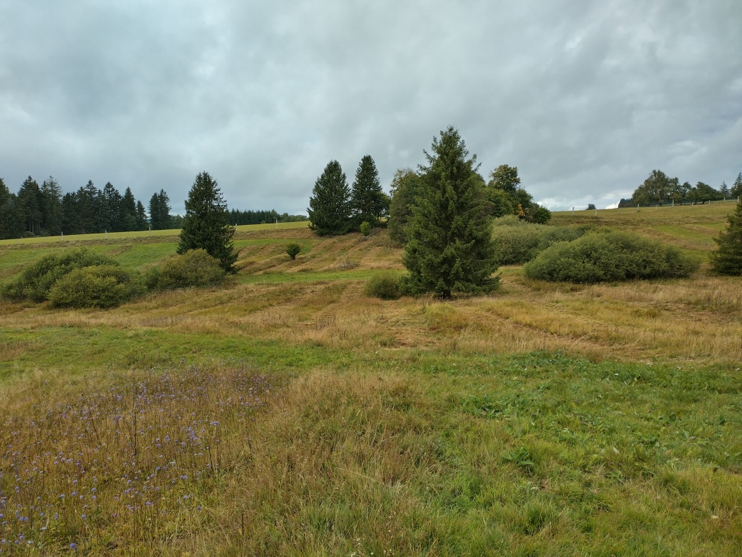 Hnědáskové seče_J.Rolková