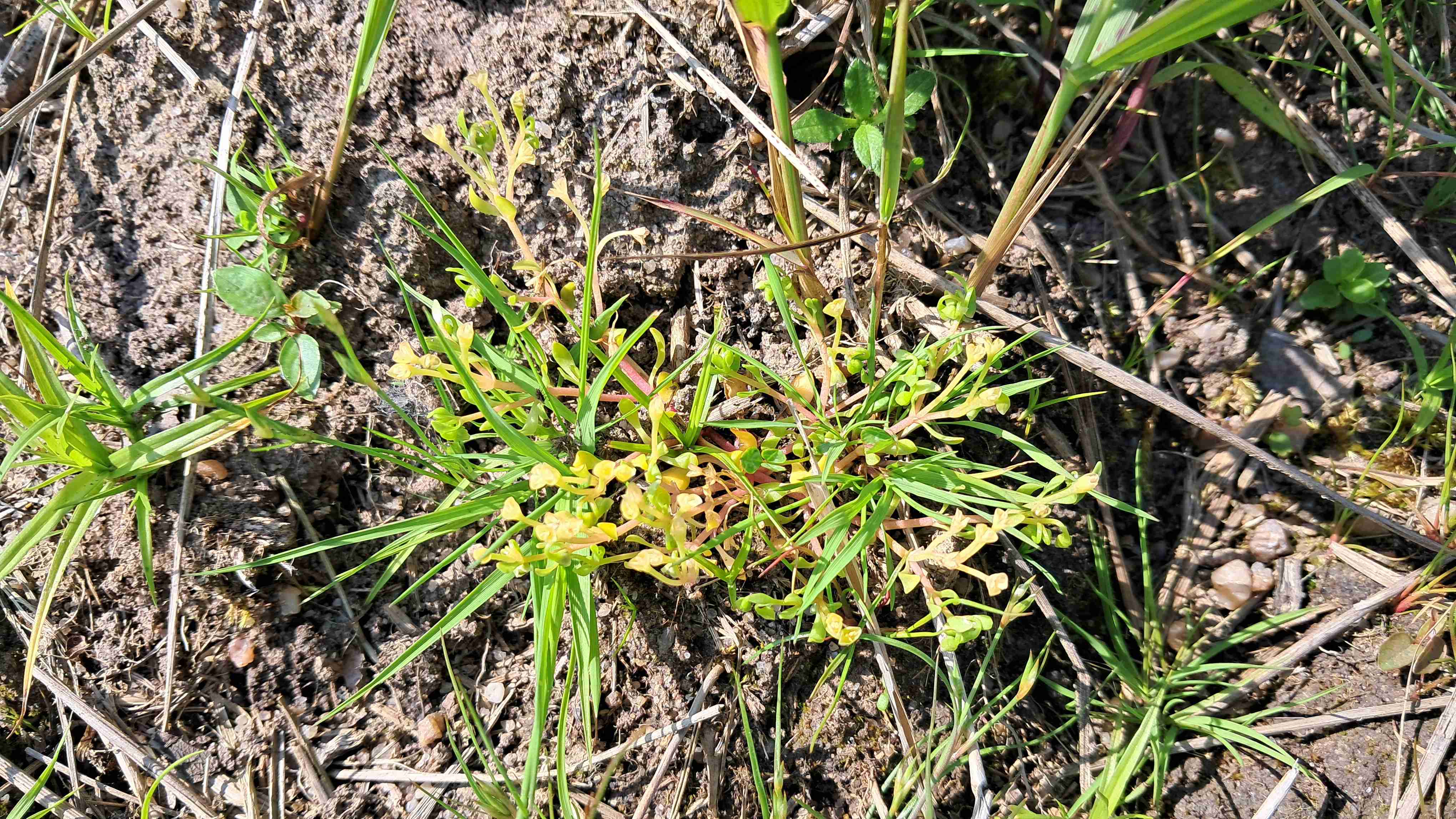 Zdrojovka rolní, foto Mgr. Josef Navrátil, Ph.D.