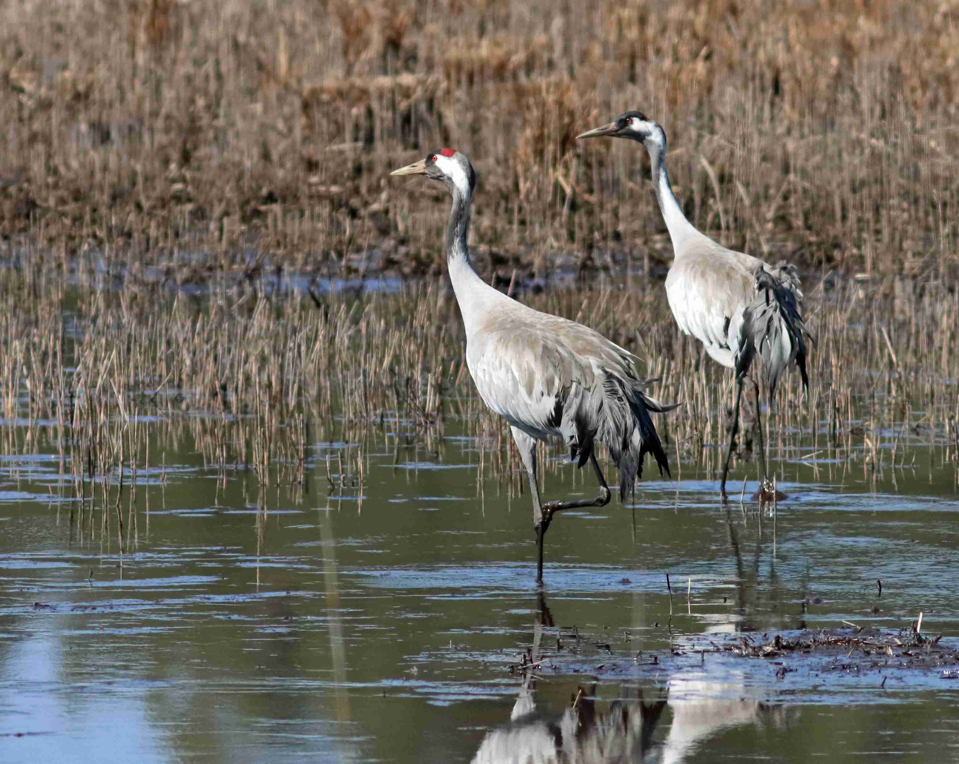 (J. Neudert): Pár jeřábů popelavých (Grus grus).