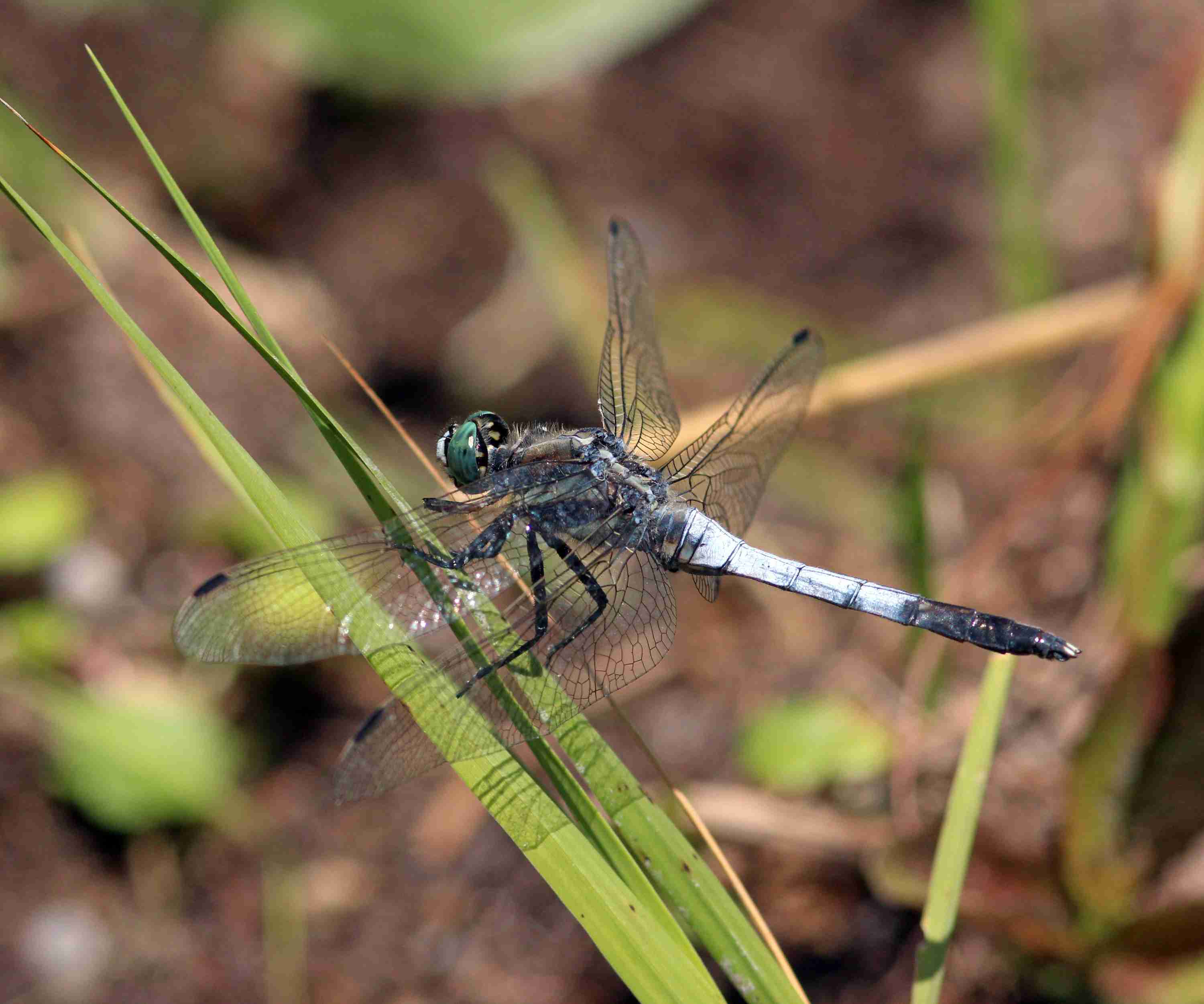 (J. Neudert): Vážka bělořitná (Orthetrum albistylum).