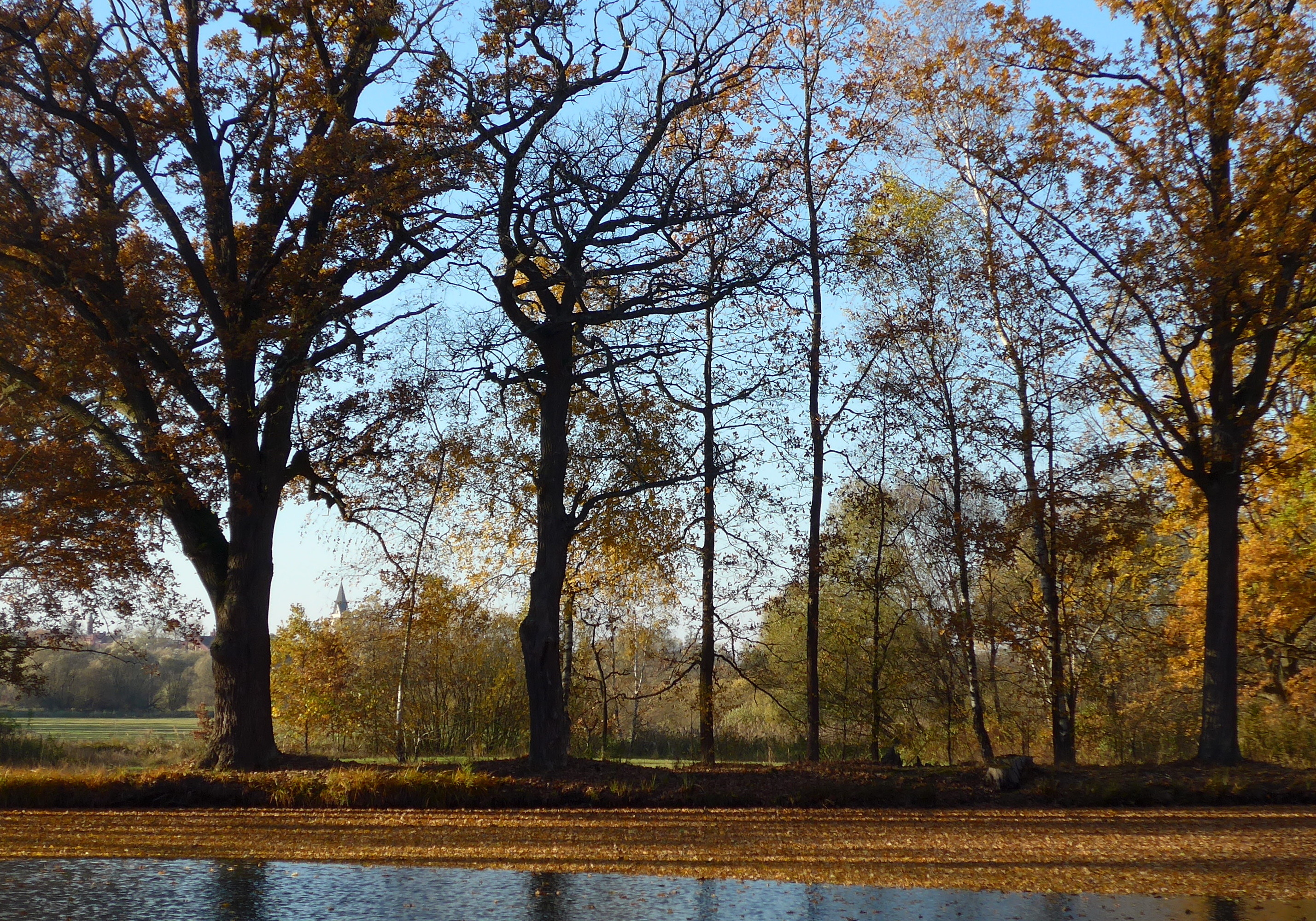foto RNDr. Jan Ševčík, mokré louky