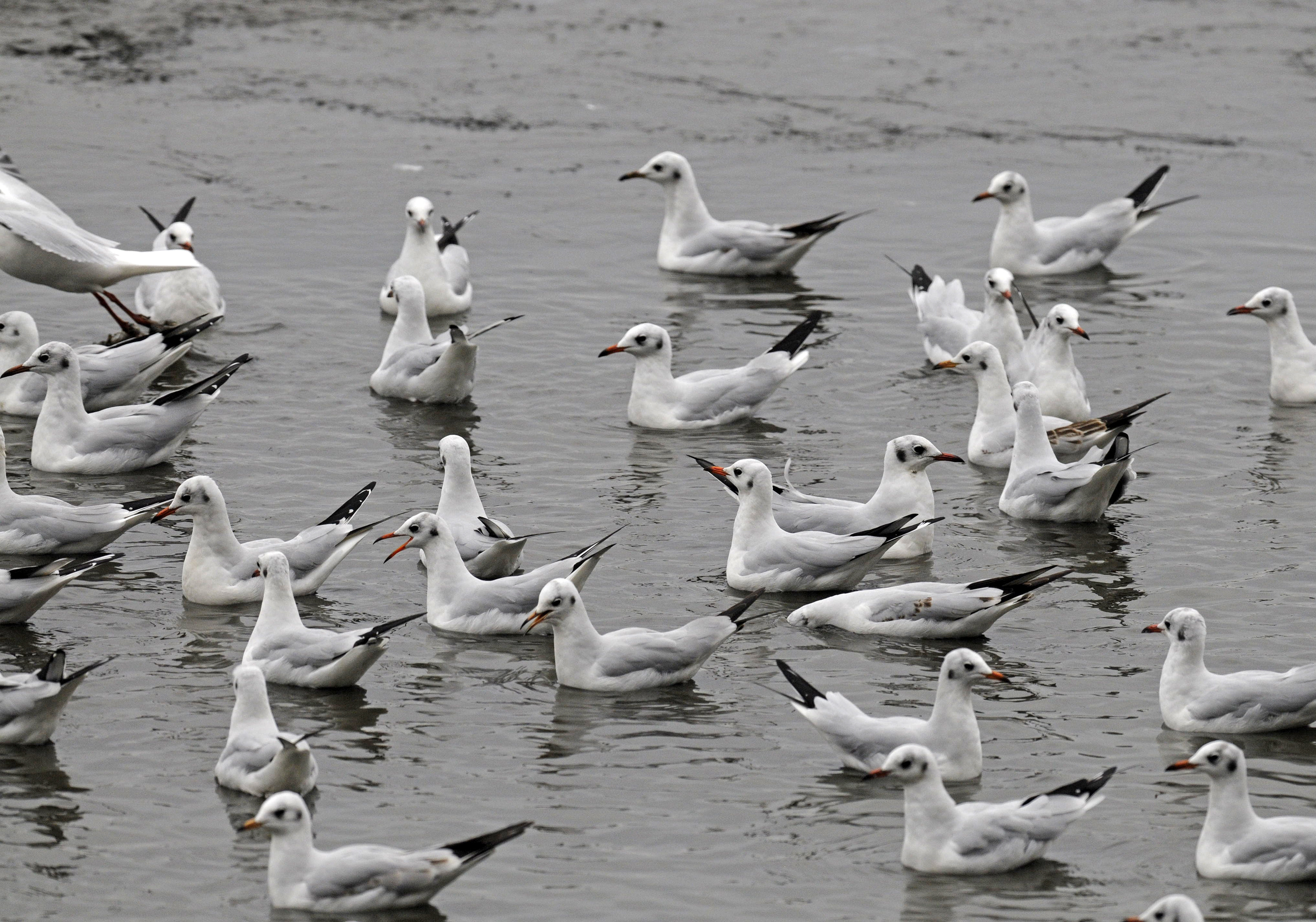 racek chechtavý, foto Ing. Jiří Neuder