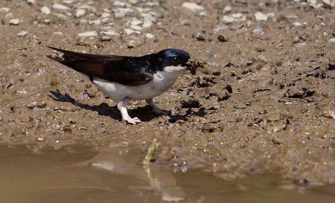 Jiřičky využívají ke stavbě hnízd bláto, ve městech je zejména v suchých letech tento stavební materiál