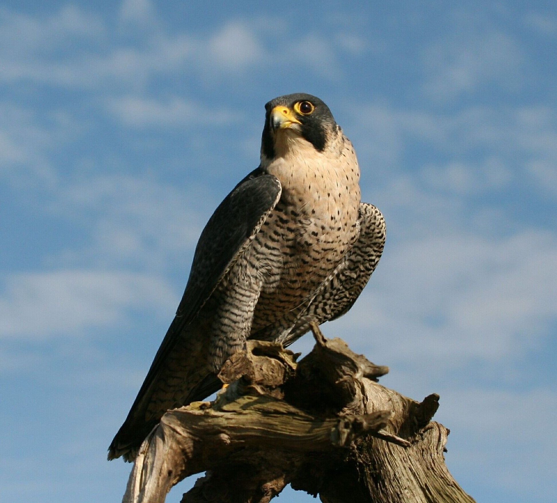 Sokol stěhovavý, foto: Václav Hlaváč