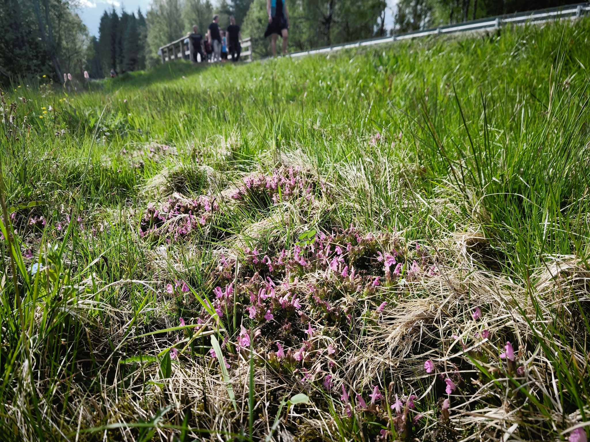 Všivec lesní podél cyklostezky u Svratky, foto: Petr Piechula