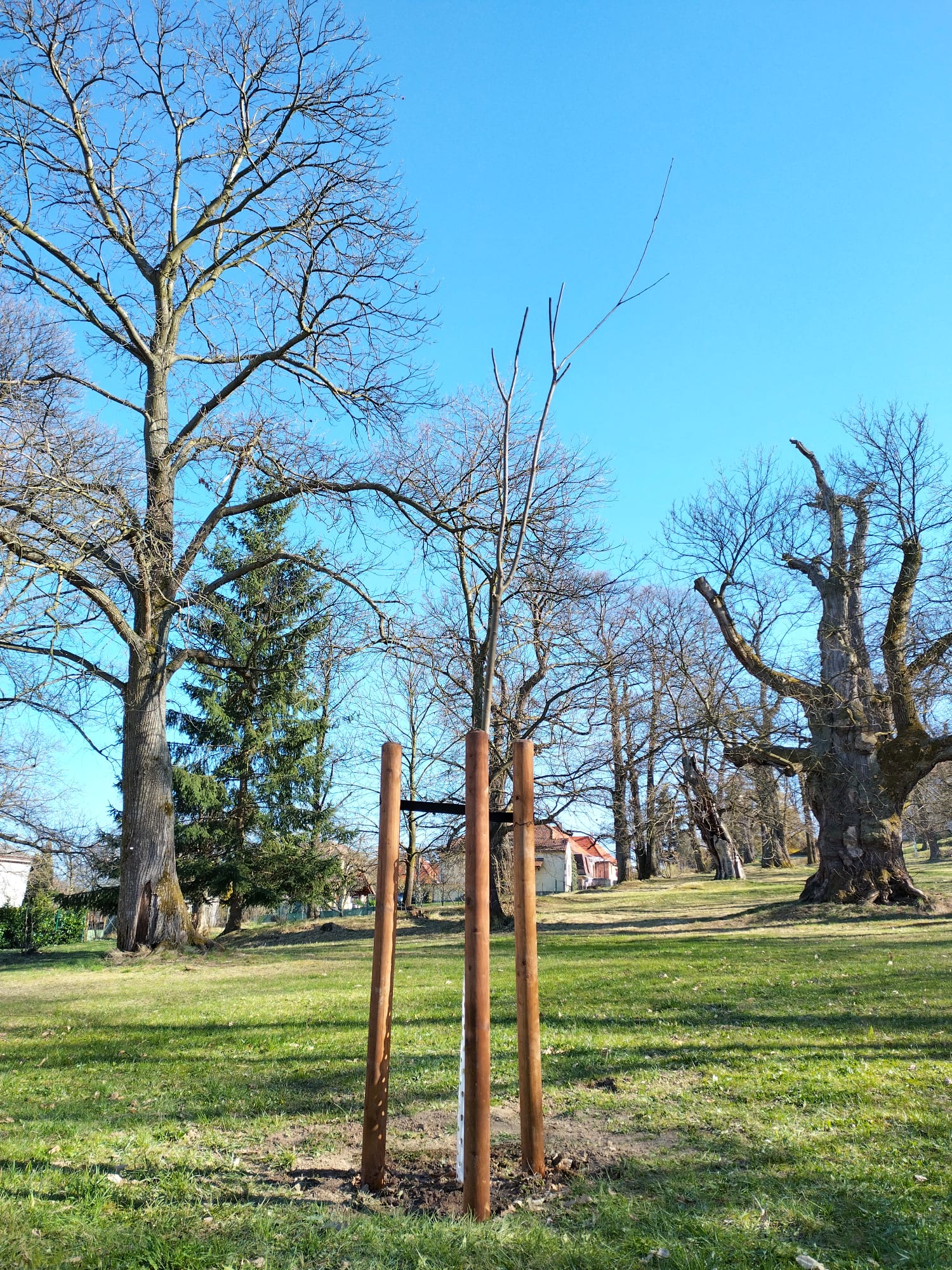 Nová sazenice stromu kaštanovník setý. foto: Ján Melich