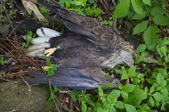 Mrtvý orel mořský, foto: Petr Mückstein