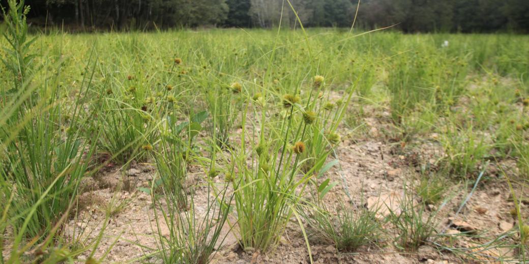 Šáchor Micheliův.