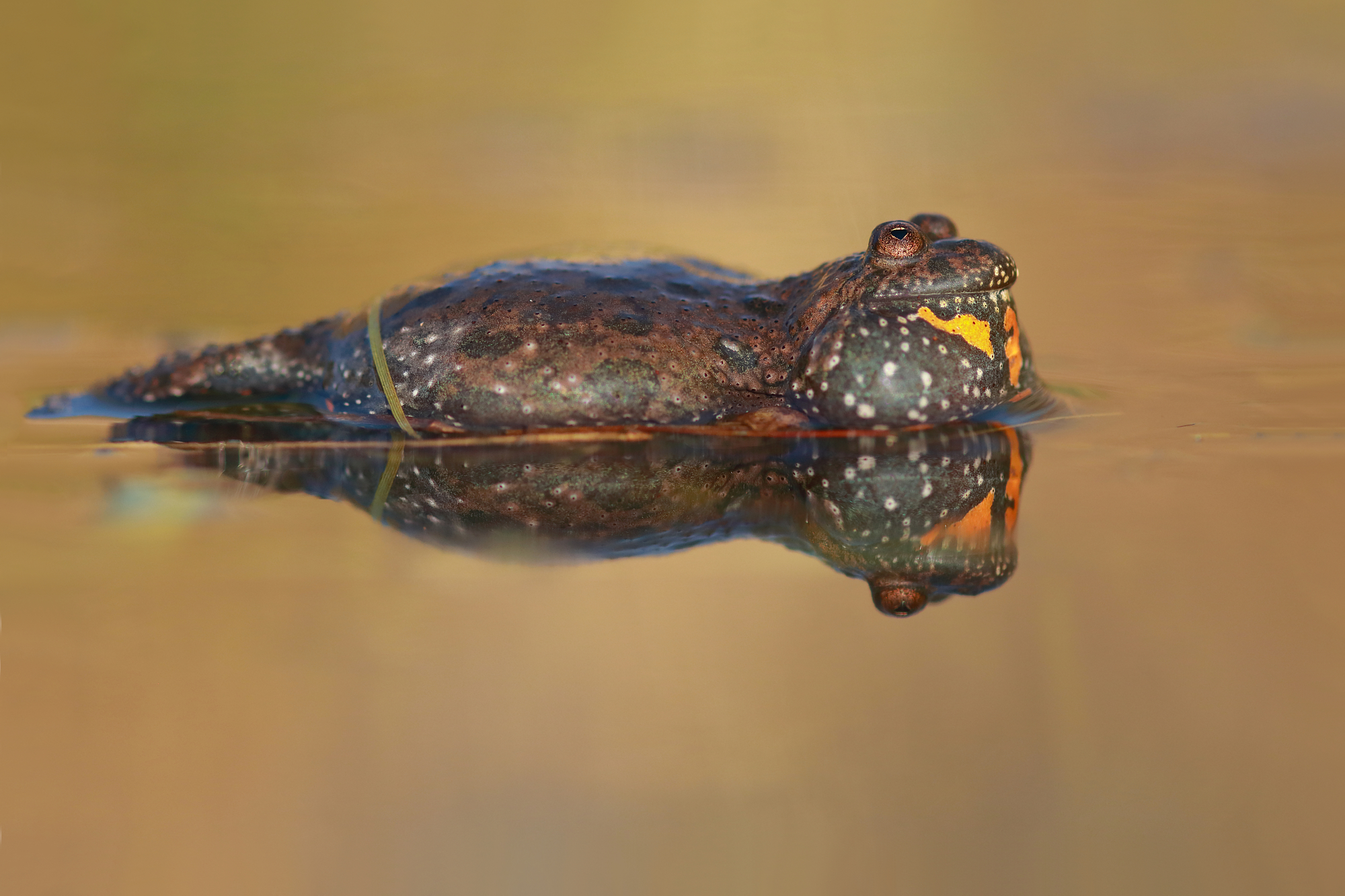 kuňka ohnivá, foto: Hana Balašová