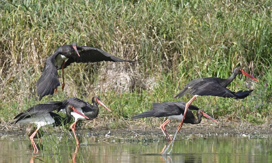Čáp černý v Polsku