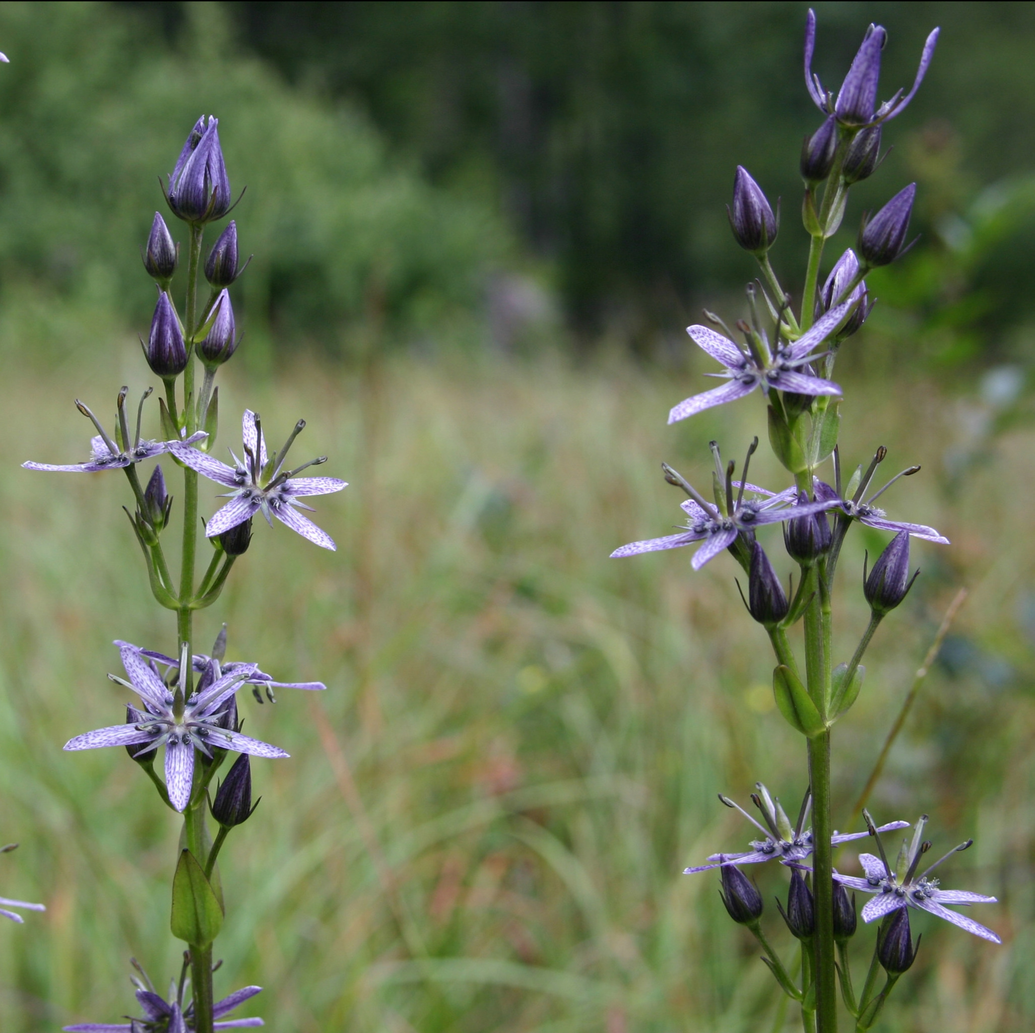 Swertia perennis