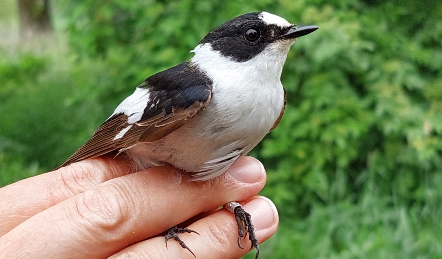 Fotografie lejska bělokrkého