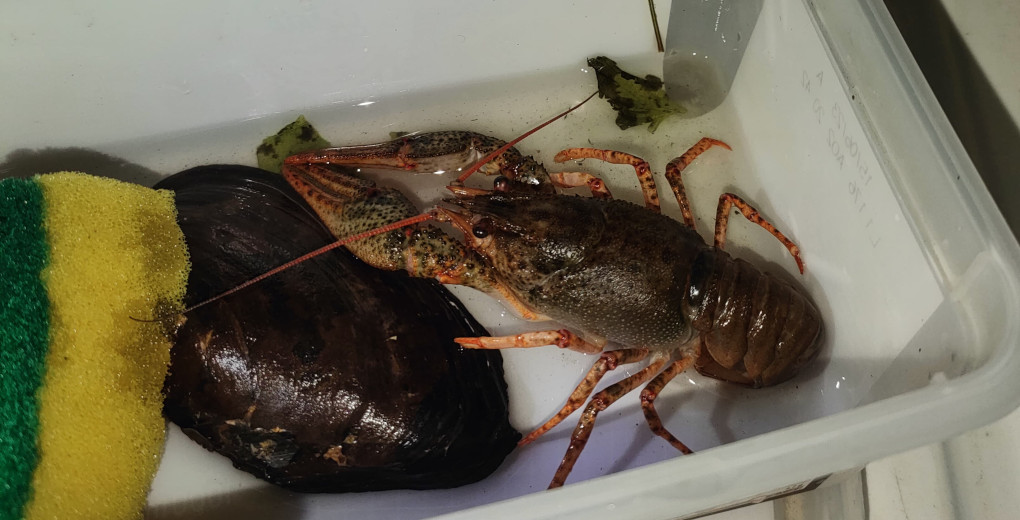 Rak bahenní z Máchova jezera sloužil jako ukázka jednoho z našich původních druhů raků.