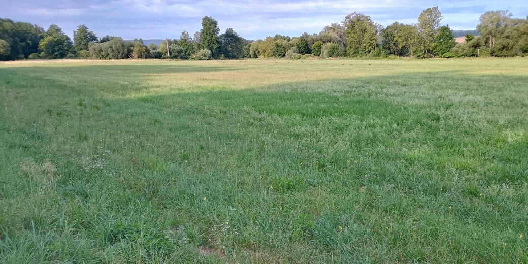 biotop divizny švábovité