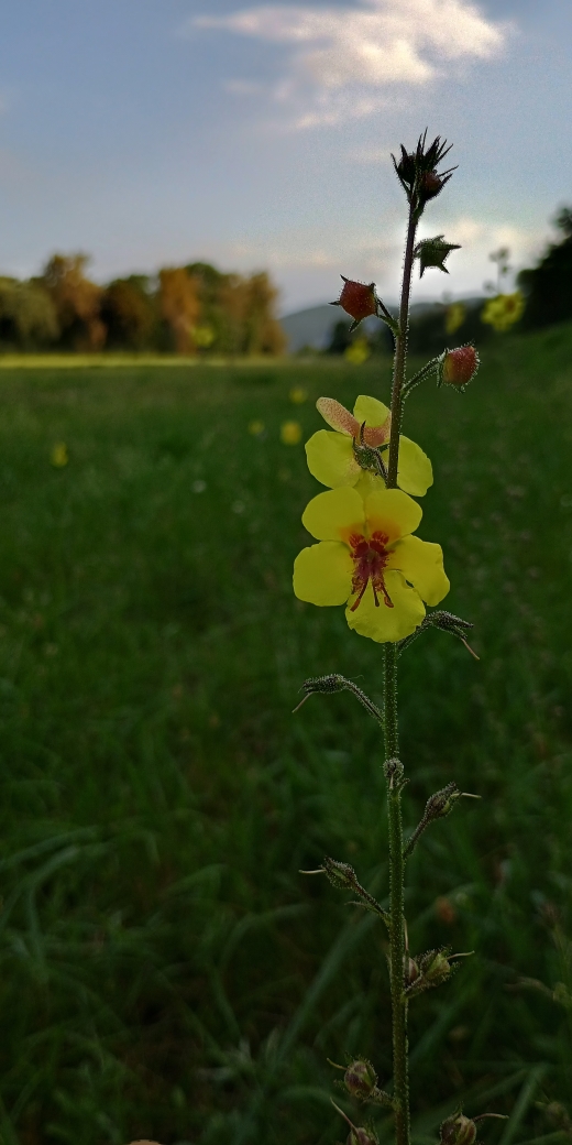 divizna švábovitá (Verbascum blattaria)