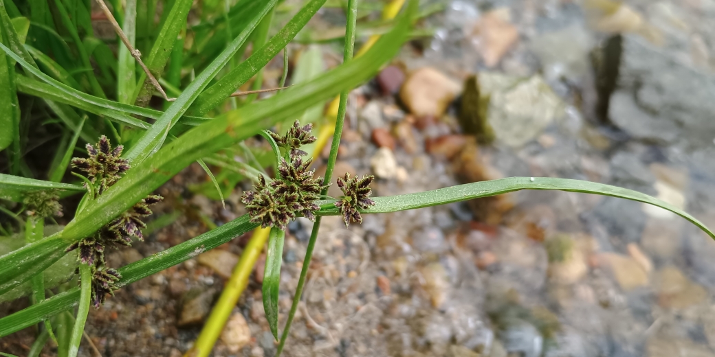 šáchor hnědý (Cyperus fuscus)